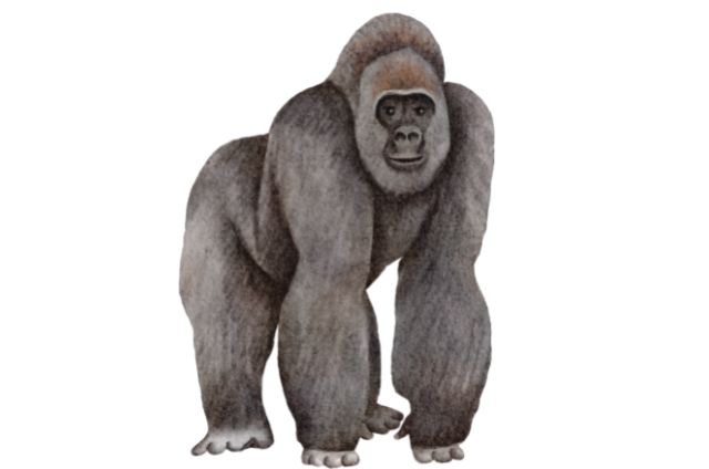 गोरिल्ला (Gorillas) पर आसमान टूट पड़ा, एक अनोखी कहानी