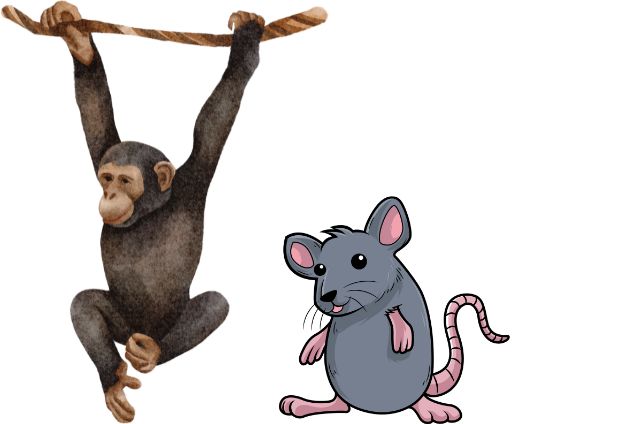 ‌‌‌चूहा (rat) बंदर (Monkey) के तलवे चाटता था, एक मजेदार कहानी